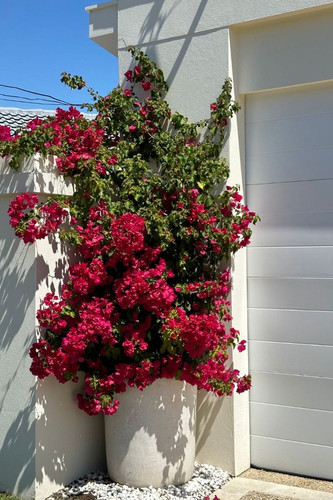 Bougainvillea.jpg