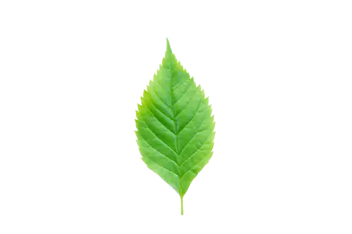 green leaf green leaves free png.webp