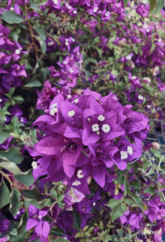 Bougainvillea blooms 💜✨.jpg
