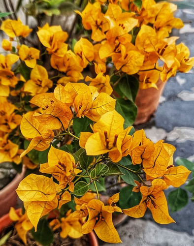 flower photography.jpg