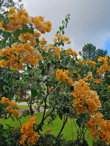 Yellow Gold Bougainvillea.jpg