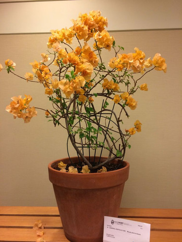 California gold bougainvillea.jpg