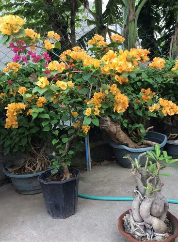 Bougainvilla bonsai.jpg
