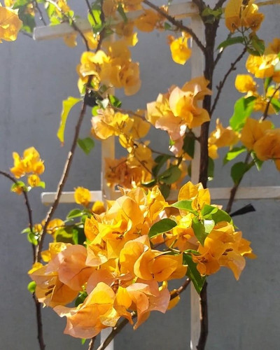 Primavera amarela.jpg