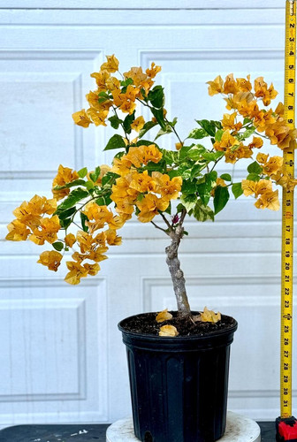 Yellow Fantasy Bougainvillea.jpg