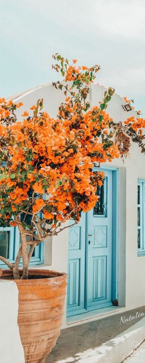 Aqua & Orange Summer; Greece; Orange Bougainvillea.jpg