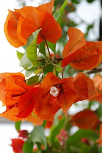 How to Grow Bougainvilleas.jpg