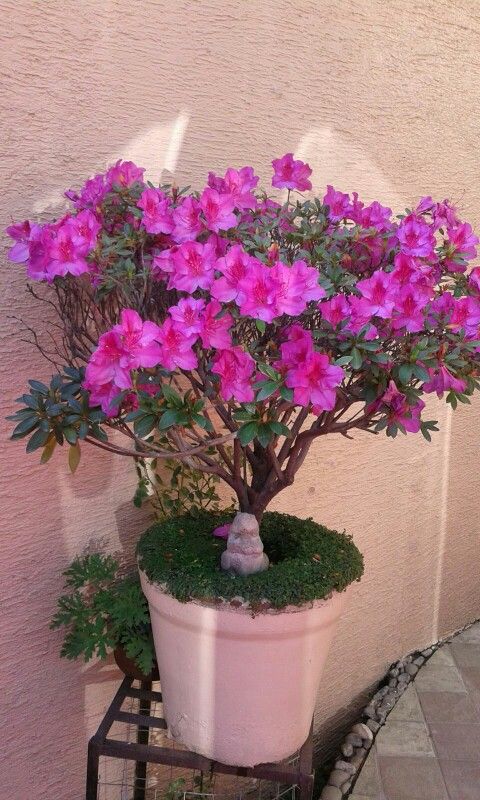 Azaleas.jpg