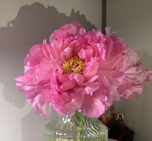 IMG 20250414 111450.jpg