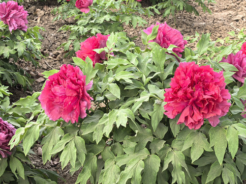 IMG 20250412 151321.jpg