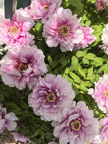 IMG 20250412 115239.jpg