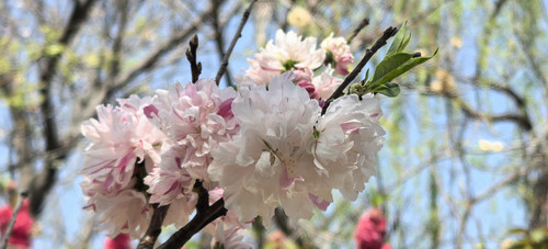 IMG 20250406 103836.jpg