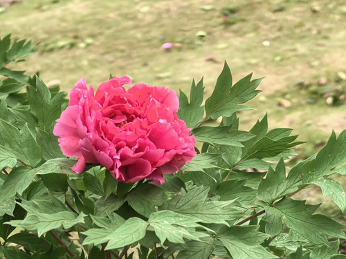 IMG 20250412 162046.jpg