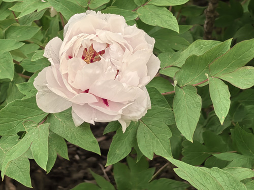 IMG 20250412 161734.jpg