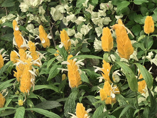 IMG 20250412 121523.jpg