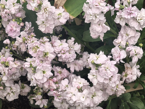 IMG 20250412 134417.jpg