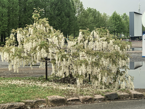 IMG 20250412 114232.jpg