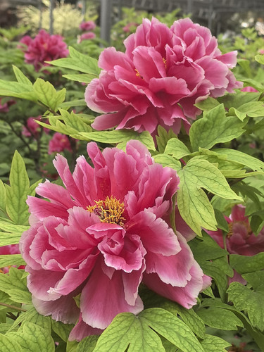 IMG 20250411 143821.jpg