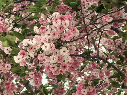 IMG 20250412 150918.jpg