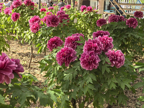 IMG 20250412 144921.jpg