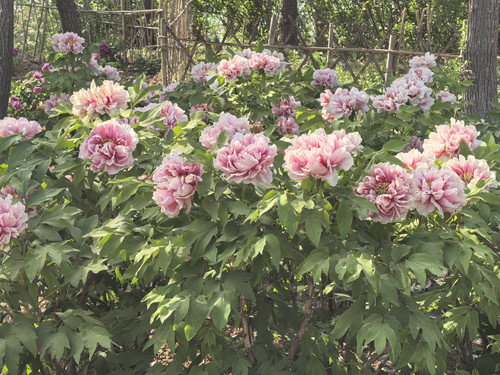 IMG 20250412 151627.jpg