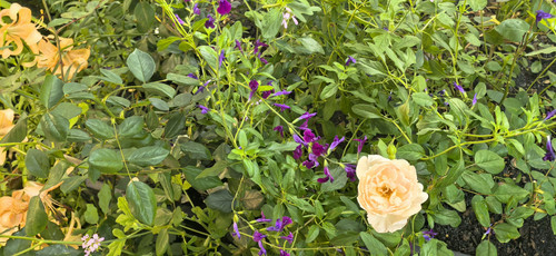 IMG 20250412 121045.jpg