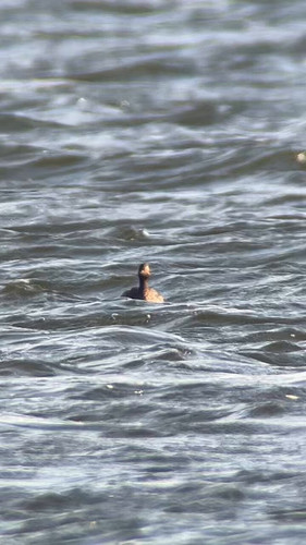 FB 5sD200Vw iP9 .jpg