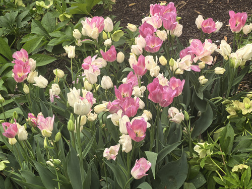 IMG 20250412 134449.jpg