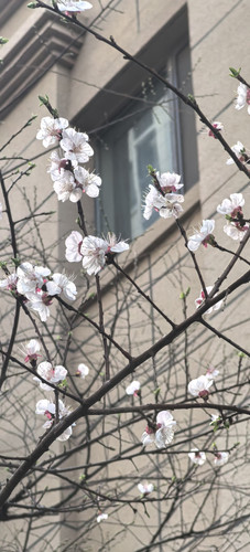 IMG 20250316 160345.jpg