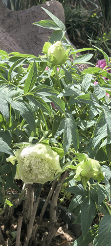 IMG 20250413 141333.jpg