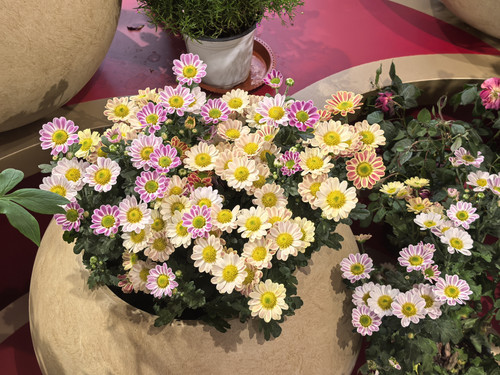 IMG 20250412 113205.jpg