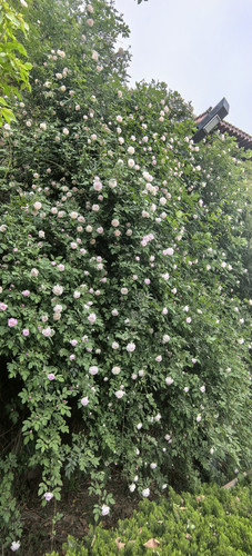 IMG 20250413 161151.jpg