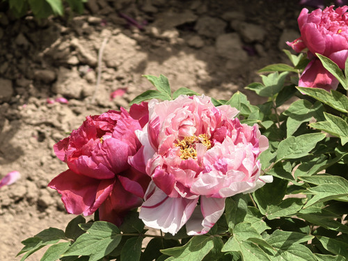 IMG 20250412 113612.jpg