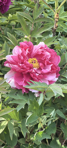 IMG 20250406 164036.jpg