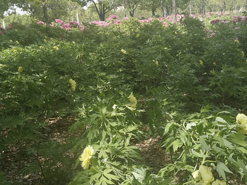 IMG 20250413 142841.jpg