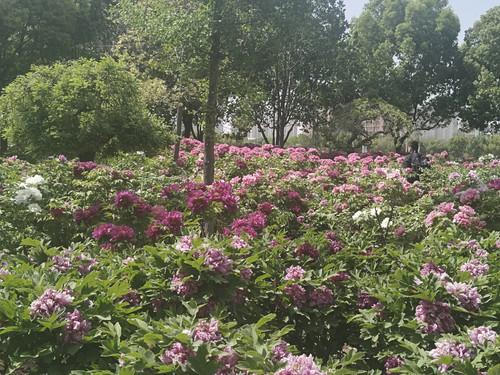 IMG 20250413 142619.jpg