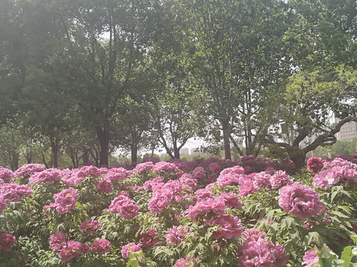 IMG 20250413 142710.jpg