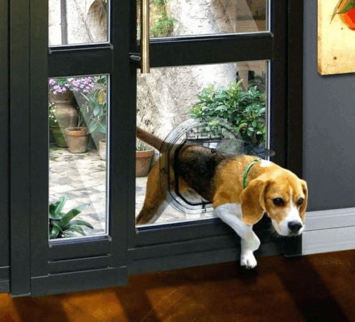French Doors with Doggie Door – Style & Function.gif