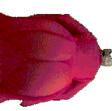 oie 133544AmDYnP0I.gif