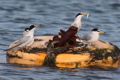 GoWvGiKXsAEv1C3.jpg