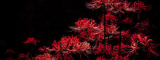 redspider.png