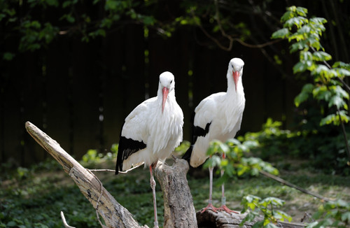 Antonio Bat 1 1657x1080.jpg