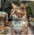 test hcaptcha 3.png