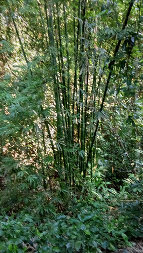 IMG 20250413 081952.jpg