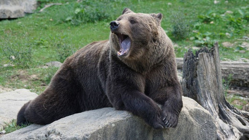 677z381 brown bear 912444 1920.jpg