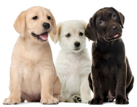 istockphoto 1069531070 612x612.jpg