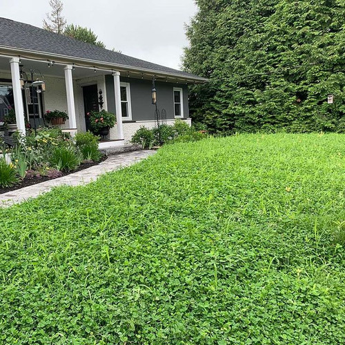 Microclover Low Water Lawn Seed Mix 1 LB.jpg