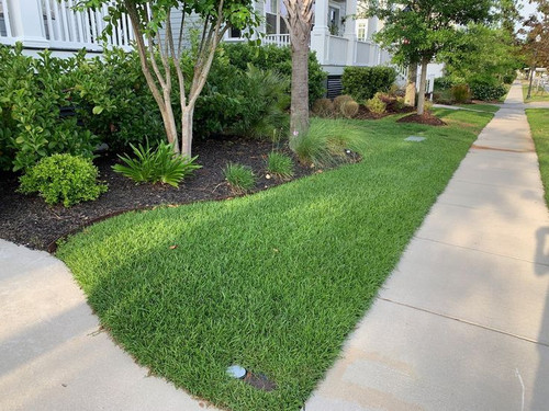 Transform Your Lawn with Low Maintenance Centipede Grass.jpg