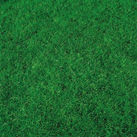 Canada green lawn seed (500g pack covers 18 6m²).jpg