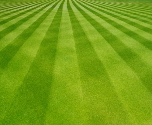 Lawn Care Schedule for Warm Season Lawns Plant for Success.jpg